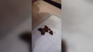 ScatKings.com Scat Porn