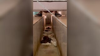 ScatKings.com Scat Porn