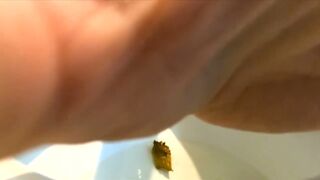 ScatKings.com Scat Porn