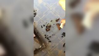 ScatKings.com Scat Porn