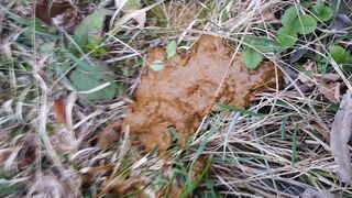 ScatKings.com Scat Porn