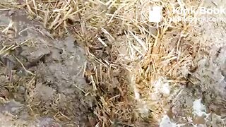 ScatKings.com Scat Porn