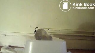 ScatKings.com Scat Porn