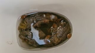 ScatKings.com Scat Porn