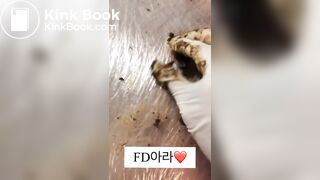 ScatKings.com Scat Porn
