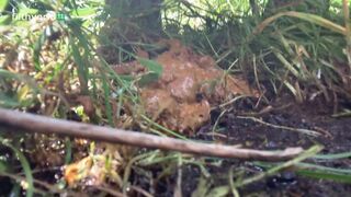 ScatKings.com Scat Porn