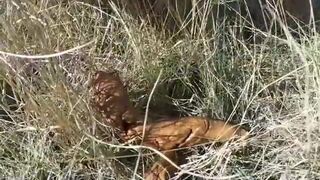 ScatKings.com Scat Porn