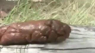 ScatKings.com Scat Porn