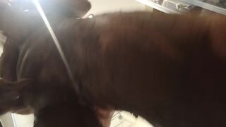 ScatKings.com Scat Porn