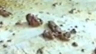 ScatKings.com Scat Porn