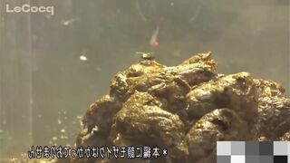 ScatKings.com Scat Porn