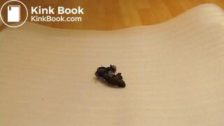 ScatKings.com Scat Porn