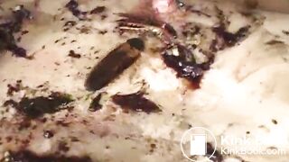 ScatKings.com Scat Porn