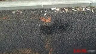 ScatKings.com Scat Porn