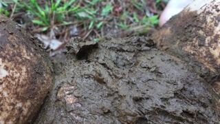 ScatKings.com Scat Porn