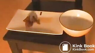 ScatKings.com Scat Porn