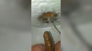 ScatKings.com Scat Porn